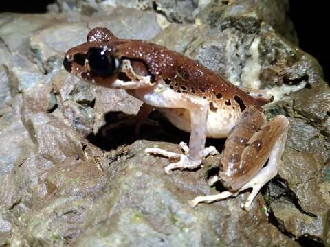 Image of Leptobrachella picta (Malkmus 1992)