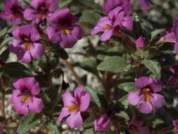 Plancia ëd Diplacus ovatus (A. Gray) G. L. Nesom