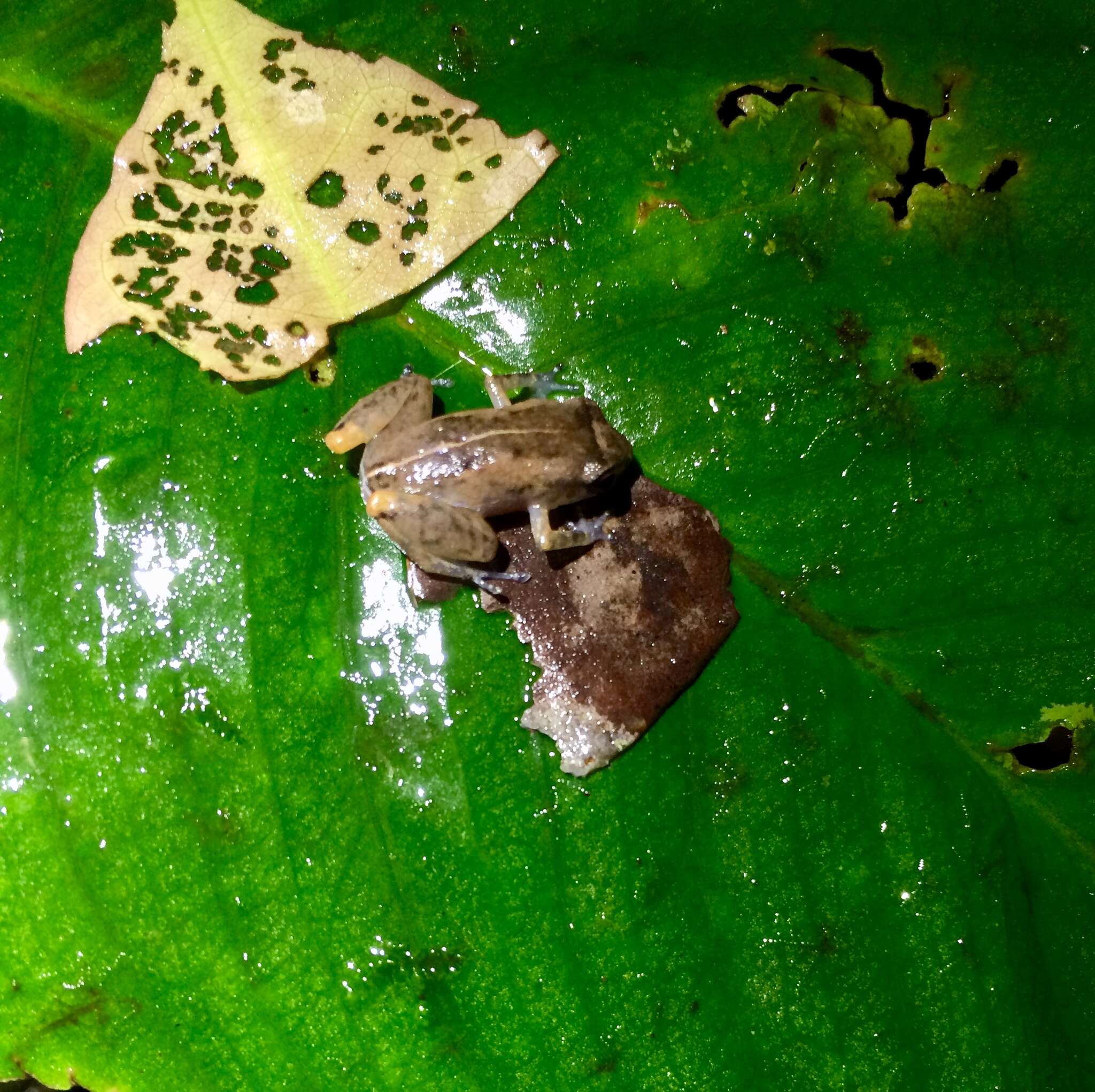 Image of Caretta Robber Frog