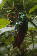 صورة Sternocera chrysis (Fabricius 1775)