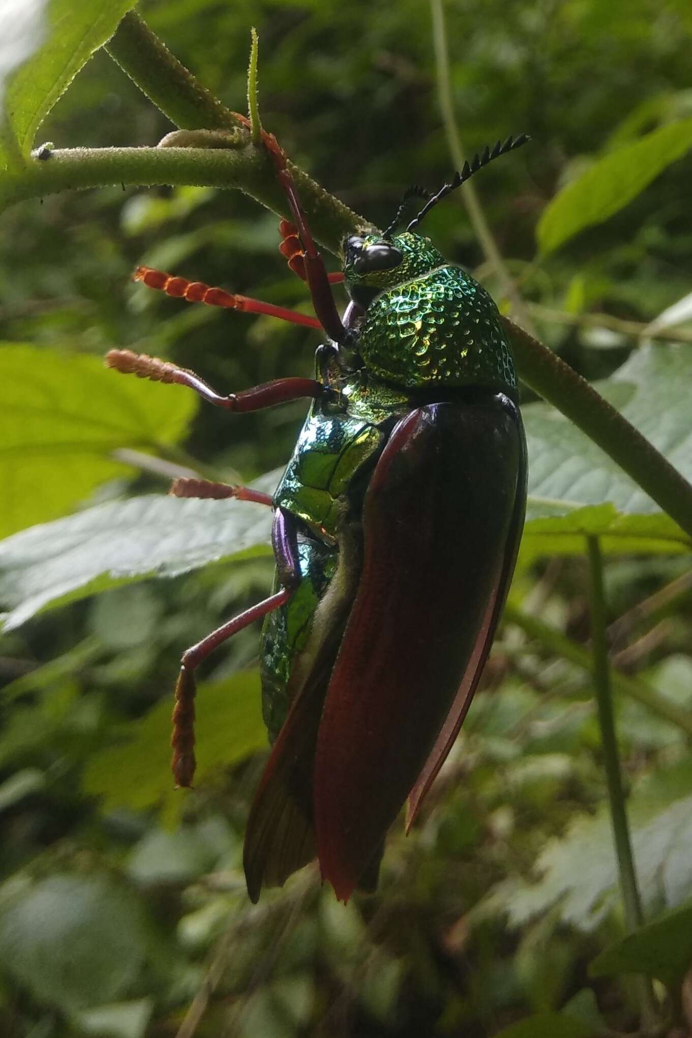 صورة Sternocera chrysis (Fabricius 1775)