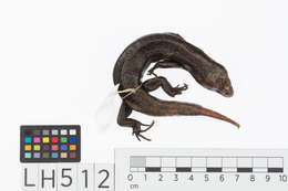 Image of Falla's Skink