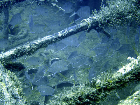 Image of Atlantic Lookdown