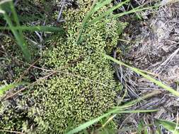 Image of Low sphagnum moss