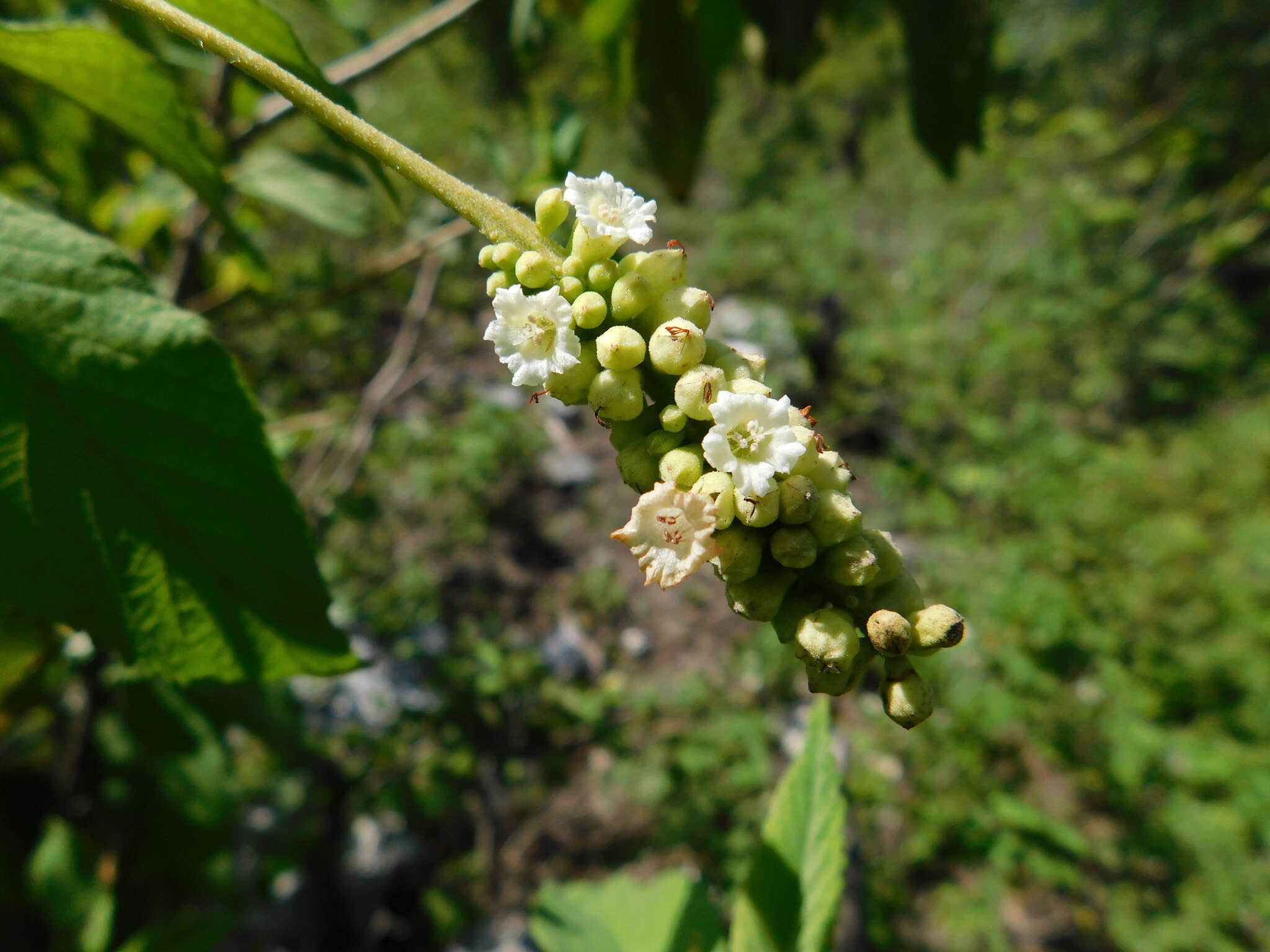 Image of black sage