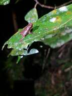 Image of Santa Rita beaked toad