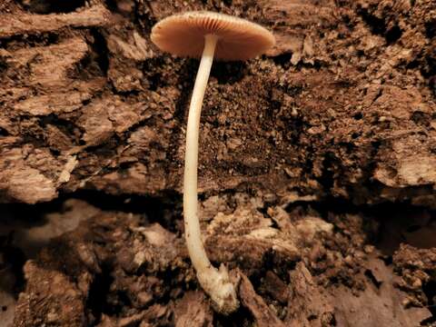 Image of Volvariella nigrodisca Shaffer 1963