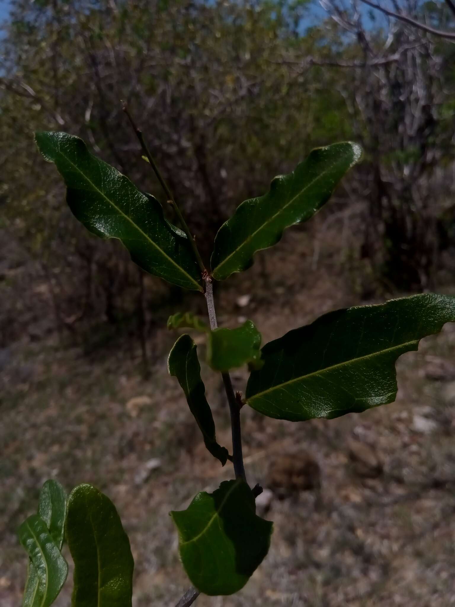 Image of Physena sessiliflora Tul.