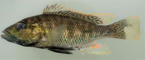 Image of Orange-fringed Largemouth