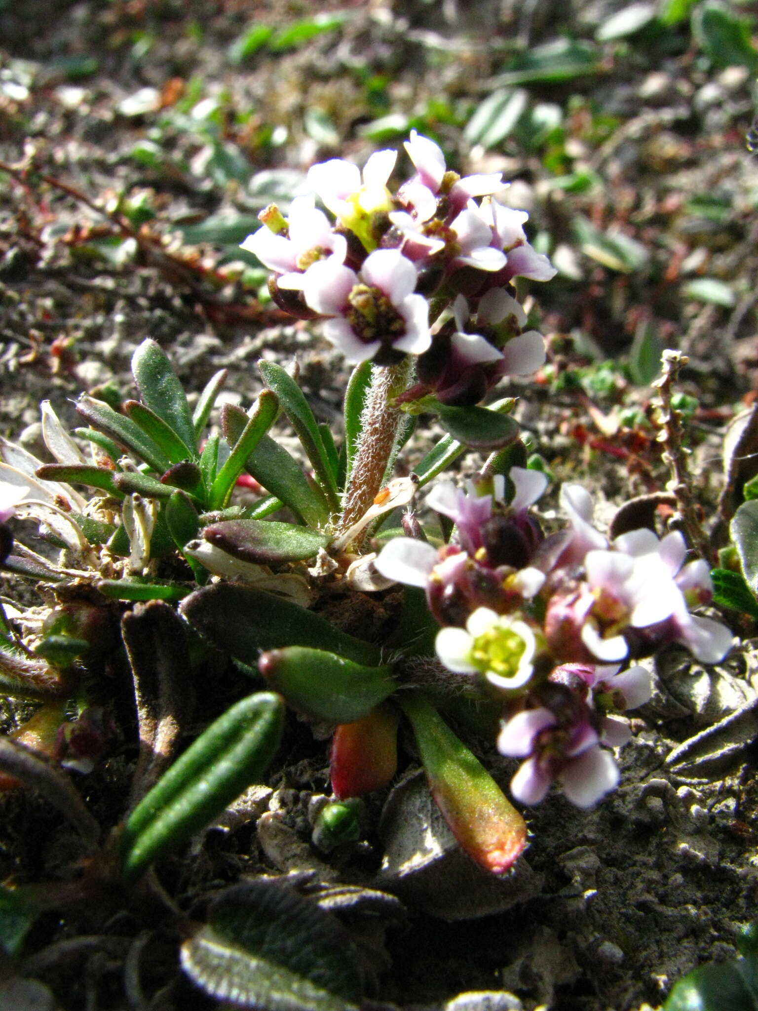 Imagem de Braya glabella subsp. purpurascens (R. Br.) W. J. Cody