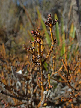 Image of Exocarpos bidwillii Hook. fil.