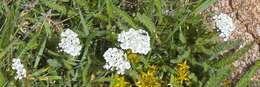 Image of yarrow, milfoil