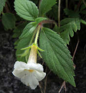 Image of Achimenes occidentalis C. V. Morton