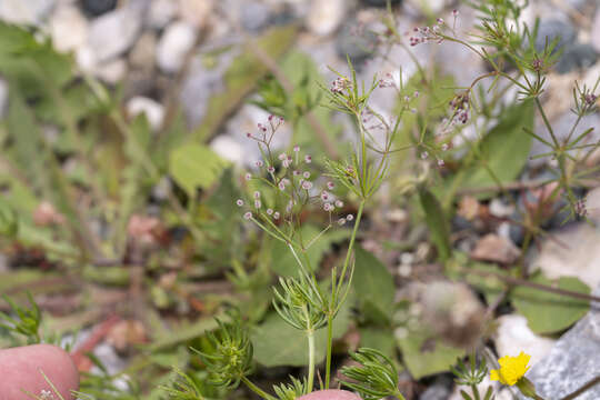 Image of Galium setaceum Lam.