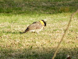 Sivun Colaptes campestris campestroides (Malherbe 1849) kuva