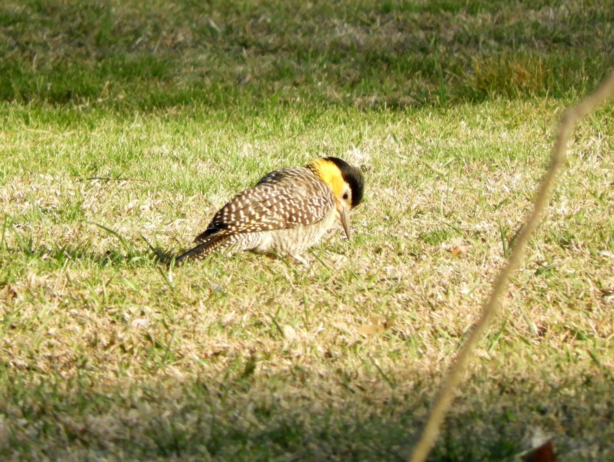 Sivun Colaptes campestris campestroides (Malherbe 1849) kuva