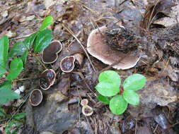 Image of Velvet tooth