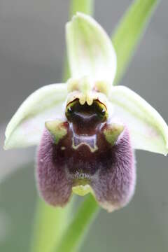 Image of Ophrys fuciflora subsp. grandiflora (H. Fleischm. & Soó) Faurh.