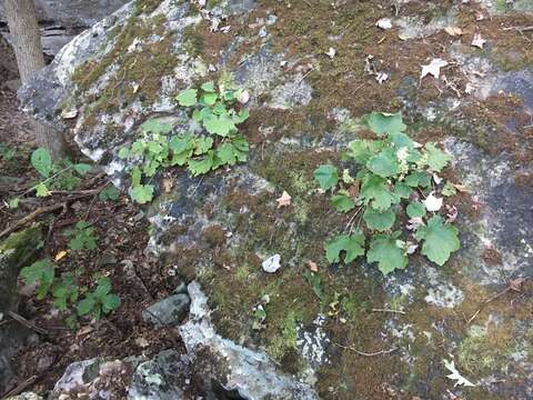 Image of Arkansas alumroot