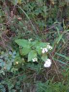 Sivun Ageratina glechonophylla (Less.) R. King & H. Rob. kuva