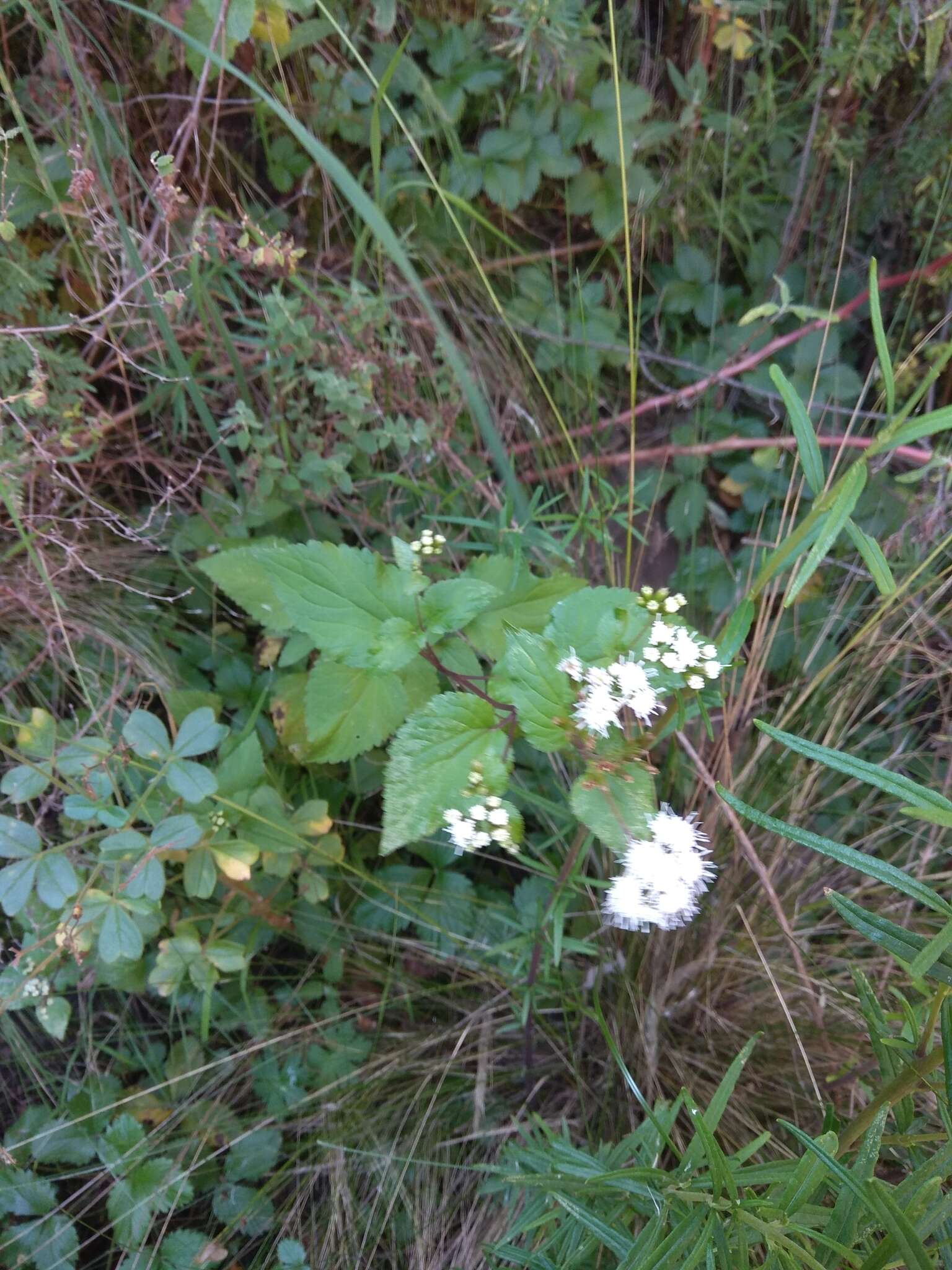 Sivun Ageratina glechonophylla (Less.) R. King & H. Rob. kuva