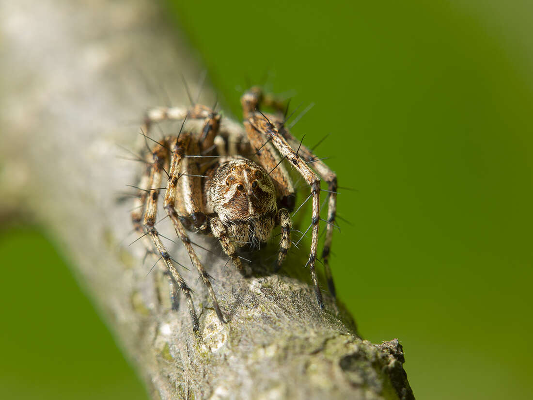 Image of Oxyopes ramosus (Martini & Goeze 1778)