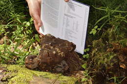 Image of Gyromitra sphaerospora (Peck) Sacc. 1889