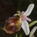 Image of Ophrys argolica subsp. lucis (Kalteisen & H. R. Reinhard) H. A. Pedersen & Faurh.