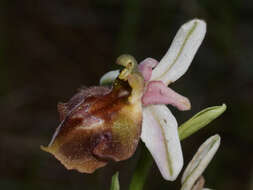 Image of Ophrys argolica subsp. lucis (Kalteisen & H. R. Reinhard) H. A. Pedersen & Faurh.