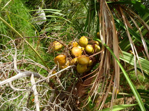 Leopoldinia pulchra Mart.的圖片