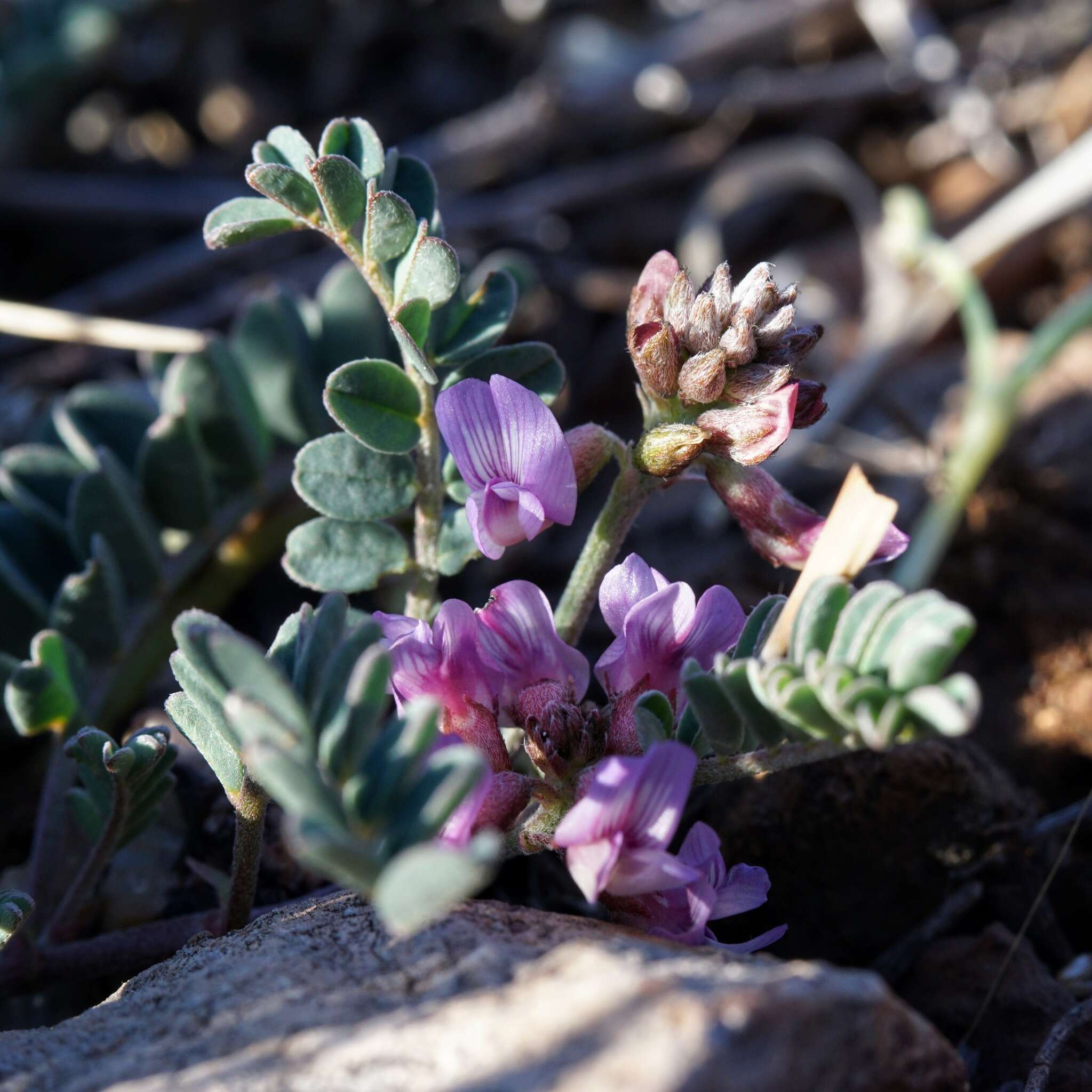 Image of copper mine milkvetch