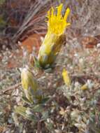 Image of Pteronia ovalifolia DC.