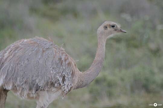 Image of Rhea pennata pennata d'Orbigny 1834