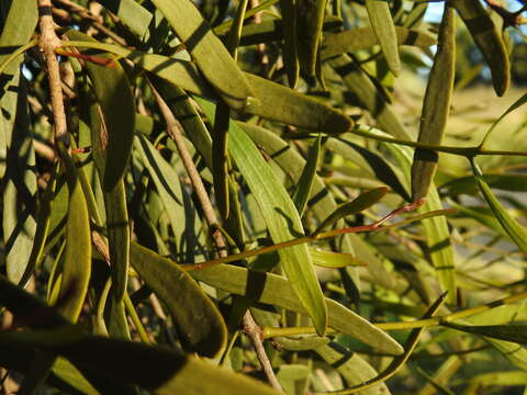 Image of Northern mistletoe