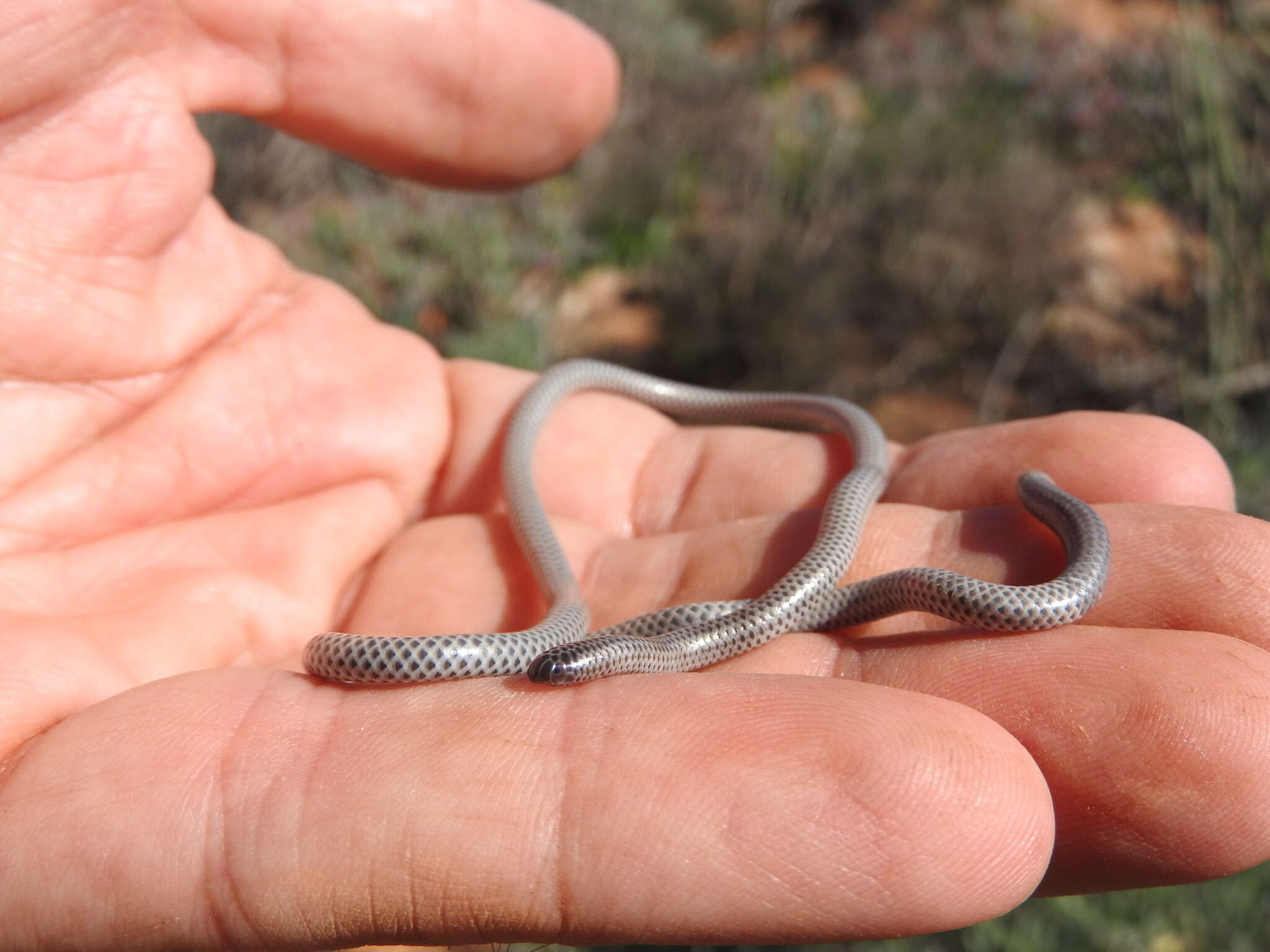 Image of Slender Thread Snake