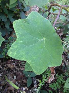 Image of Roldana chapalensis (S. Wats.) H. Rob. & Brettell