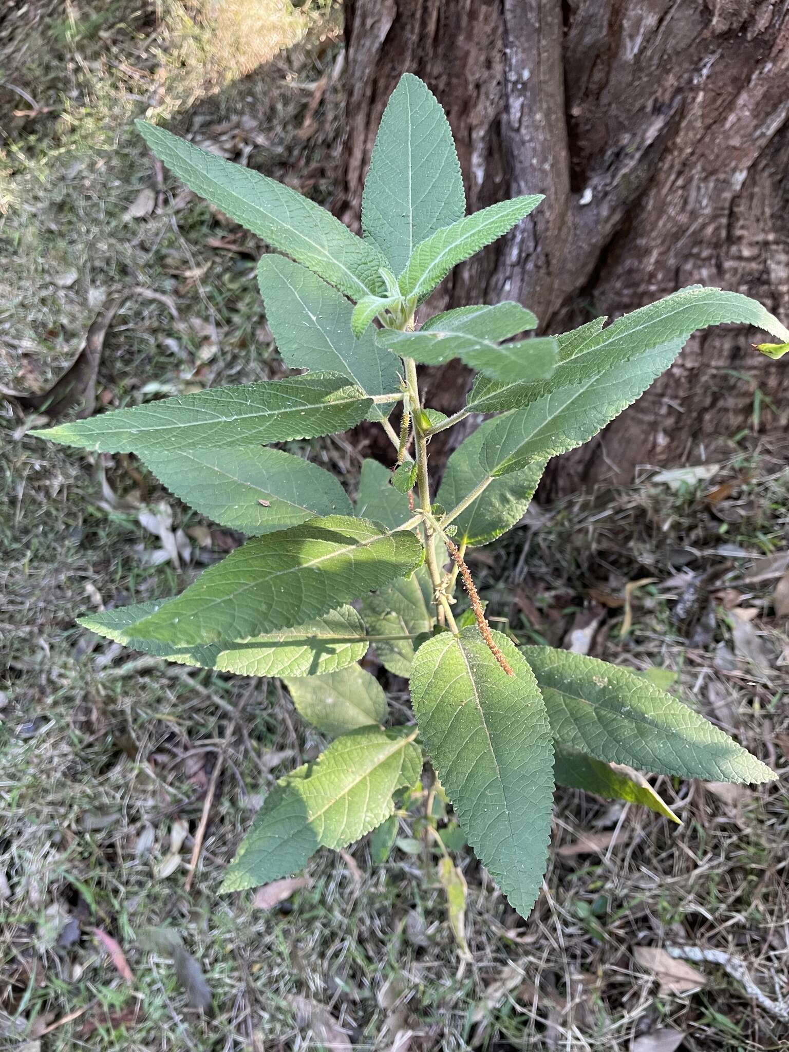 Imagem de Acalypha nemorum F. Muell. ex Müll. Arg.