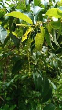 Image of Sclerocroton melanostictus (Baill.) Kruijt & Roebers