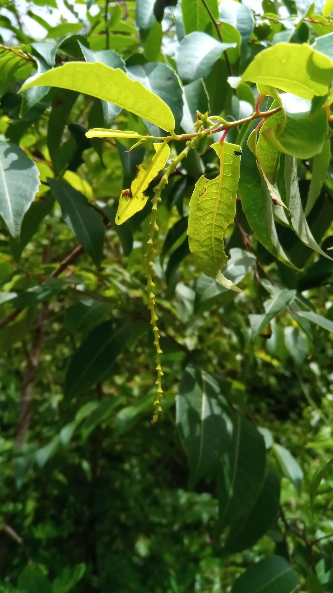 Sivun Sclerocroton melanostictus (Baill.) Kruijt & Roebers kuva