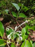 Plancia ëd Humbertioturraea malifolia (Baker) M. Cheek