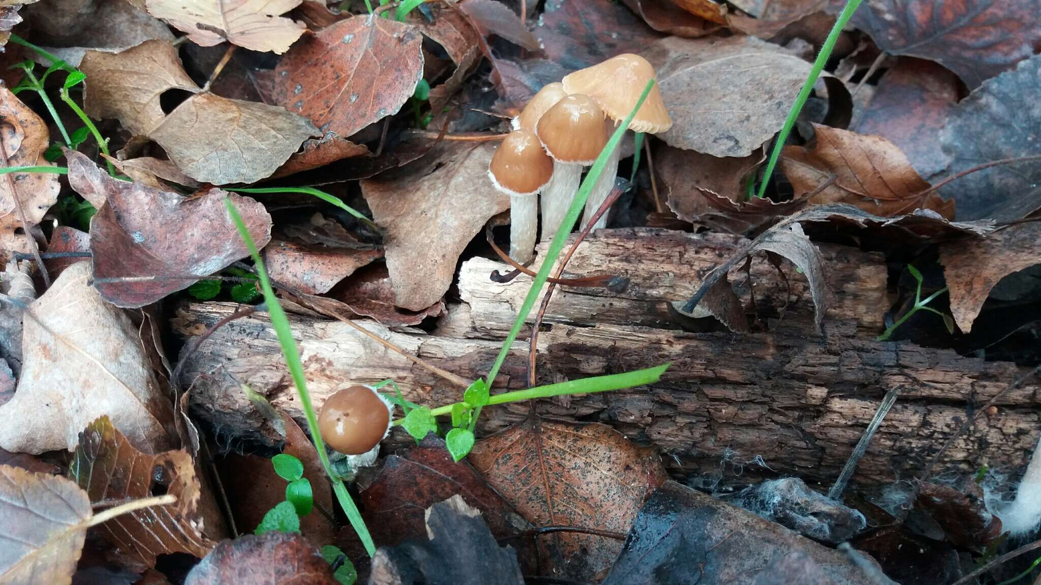 Image of <i>Psathyrella suavissima</i>