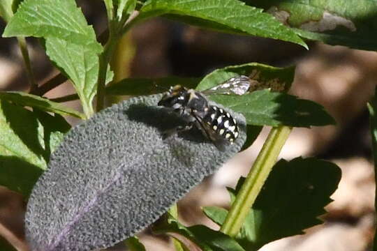 Image of Anthidium maculosum Cresson 1878