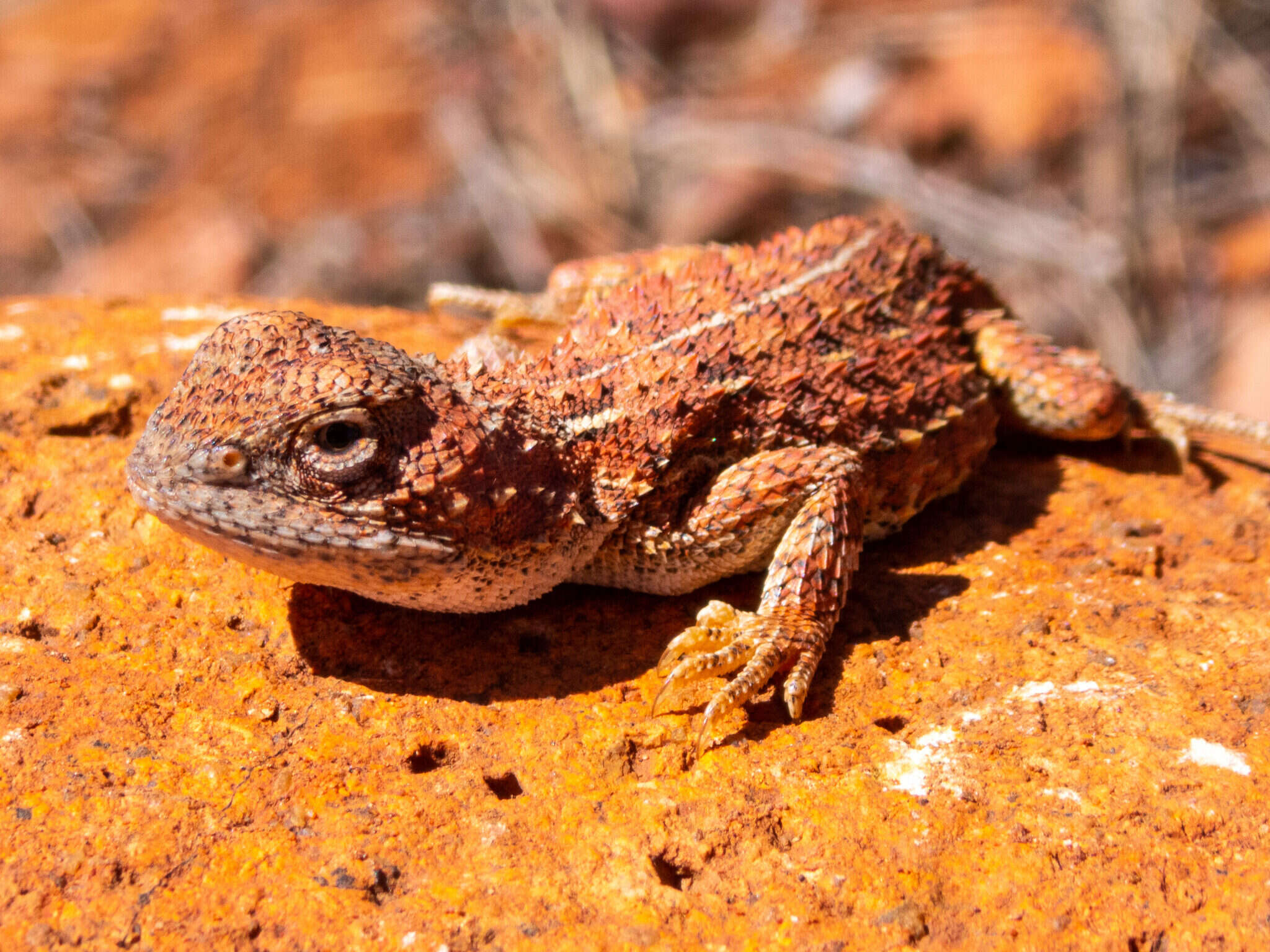 صورة Tympanocryptis centralis Sternfeld 1925