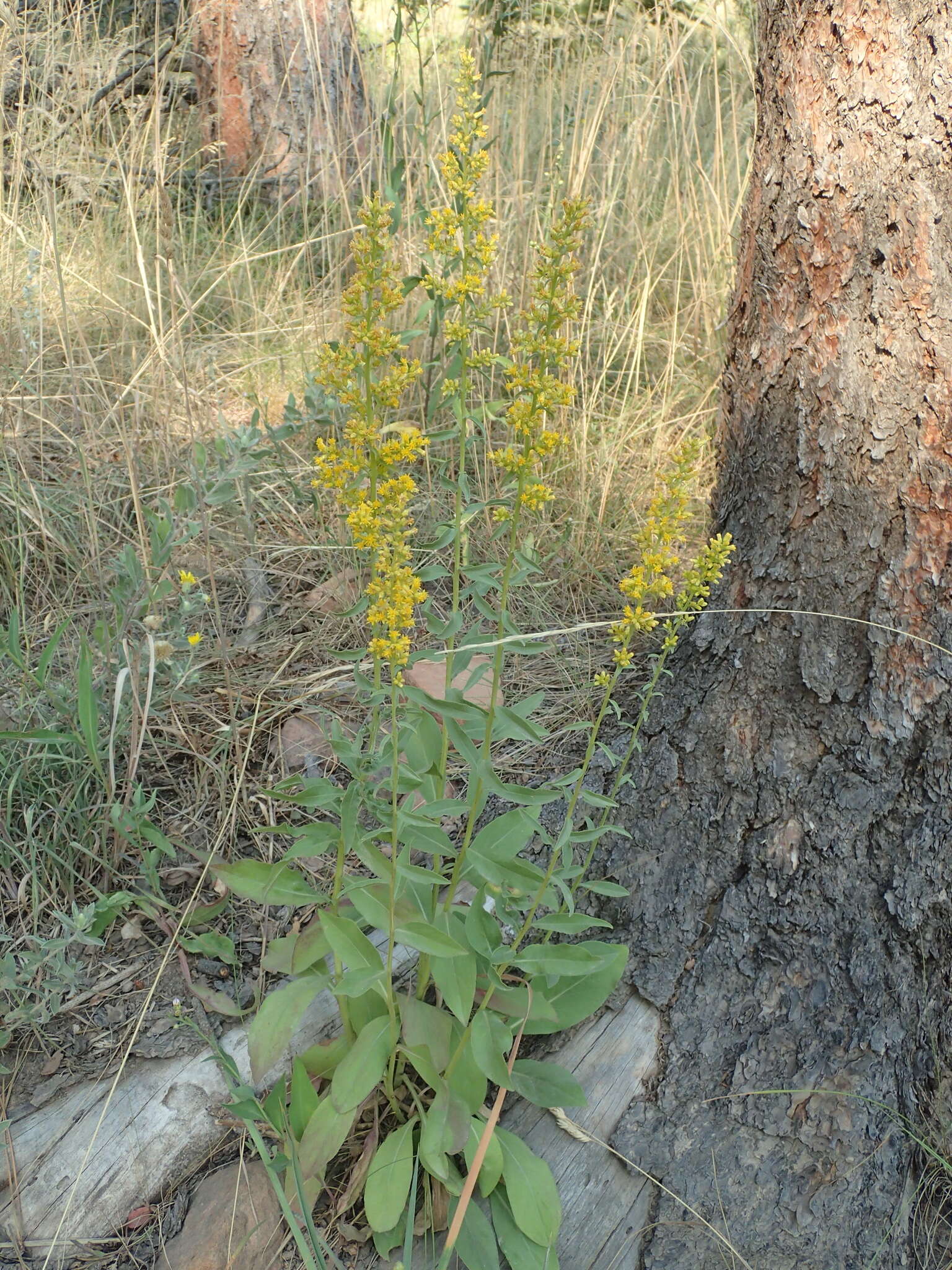 Plancia ëd Solidago pallida (Porter) Rydb.