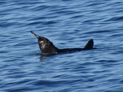 Image of Galapagos Penguin