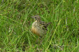 Image of Rosy-breasted Longclaw