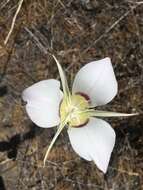 Image of Nez Perce mariposa lily