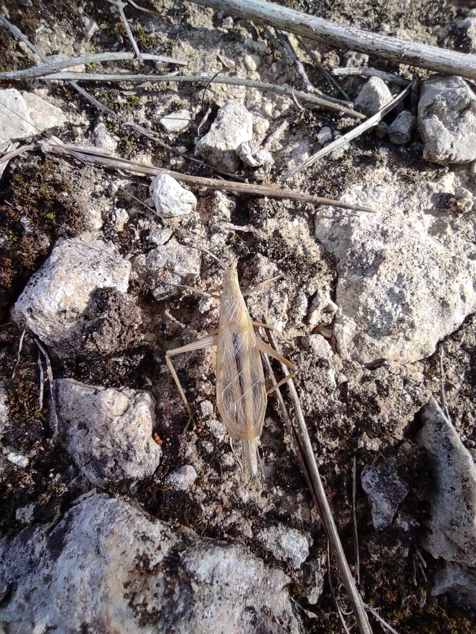 Image of Oecanthus dulcisonans Gorochov 1993