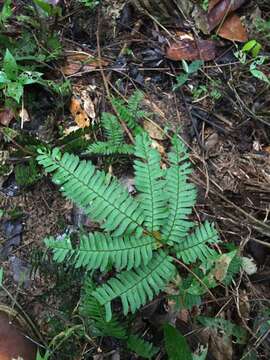 Image of fourleaf maidenhair