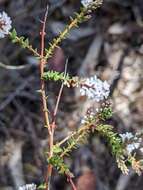 Image of Leucopogon glabellus R. Br.